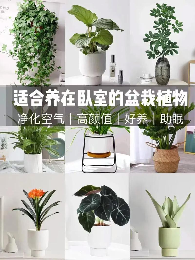 卧室里养什么植物最符合风水？