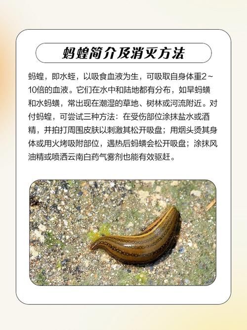 女人梦见蚂蝗咬脚是什么不祥的预兆或有什么特殊含义？