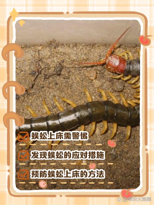 女人梦见蜈蚣预示着什么是好是坏？