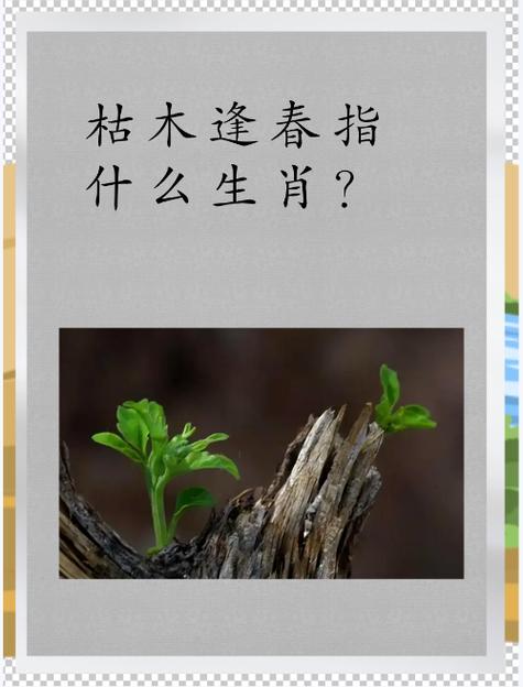 枯木逢春代表什么生肖数字？