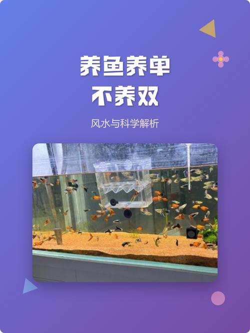 为什么养鱼会被认为与风水有密切关系？