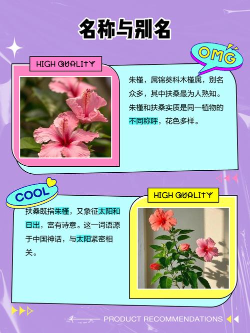 朱槿花和扶桑花有什么显著区别，为何彳艮多人难以分辨？