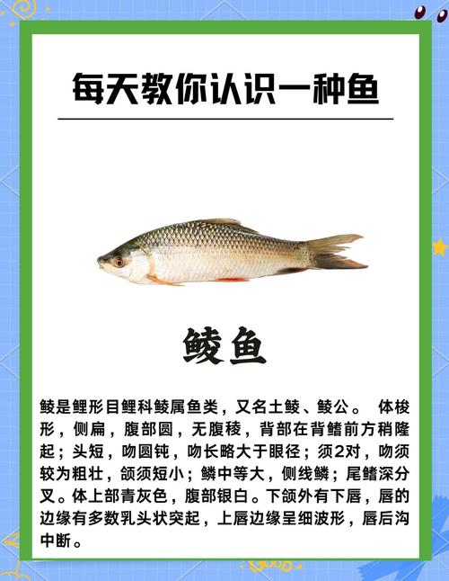 鲱的五行属什么？其名字的寓意又是什么？