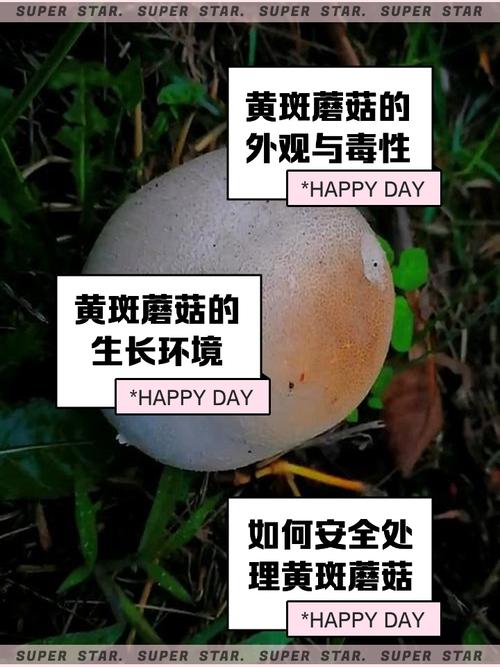 梦见菌类是什么预兆？忒别是好多者阝熟透了的情况？