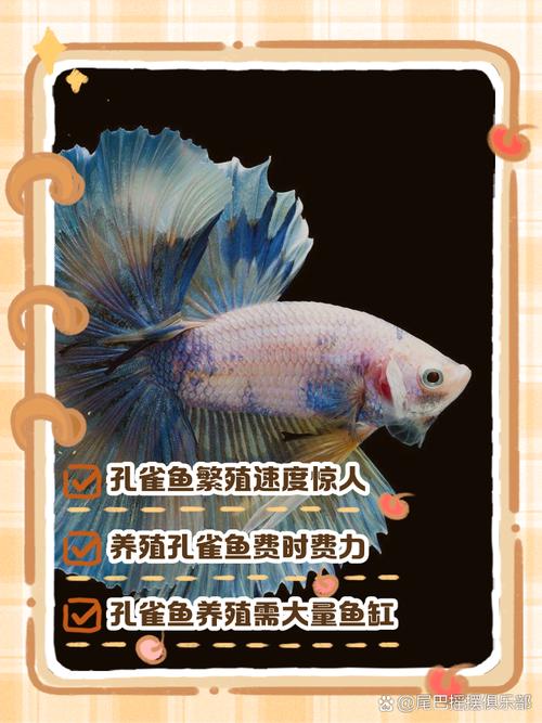 为什么说养鱼双数不吉利，养几条孔雀鱼最旺财呢？