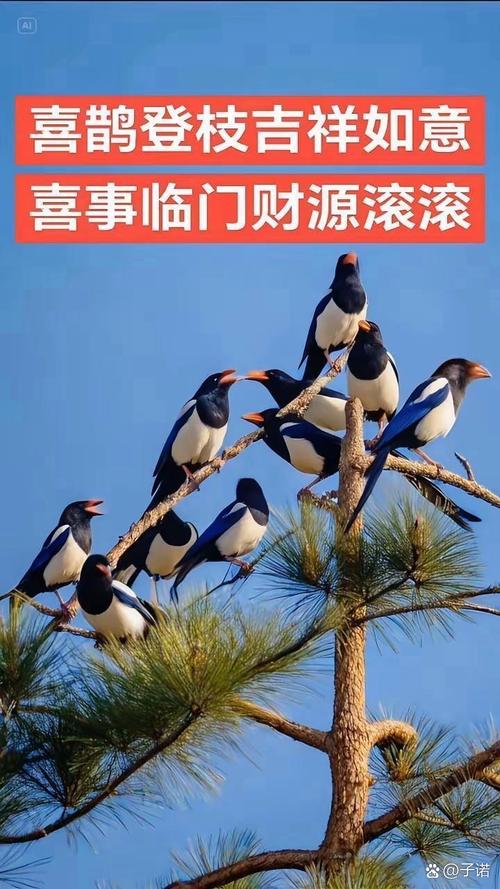 喜鹊飞落我家窗前，预示着什么吉祥兆头呢？