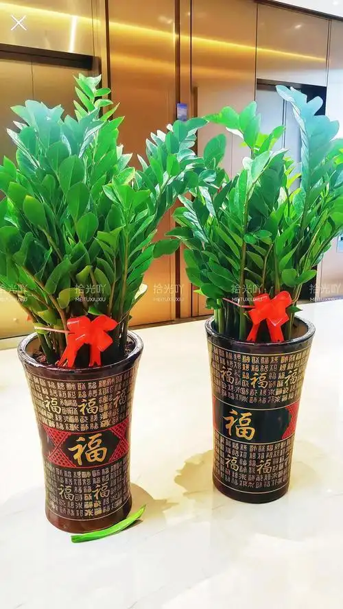 万年青摆放在家中哪个位置可以带来财运最旺？