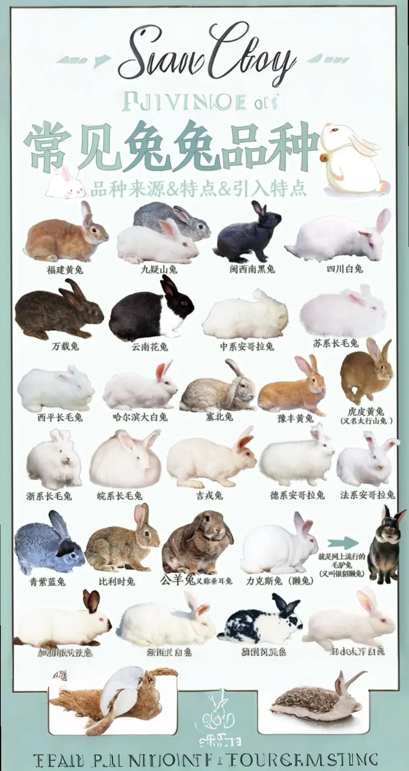 生肖兔之后是哪几个生肖依次排列？