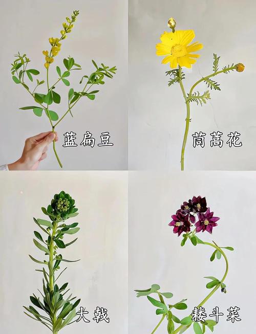 有哪些两个字的植物名字可以用来命名花卉？
