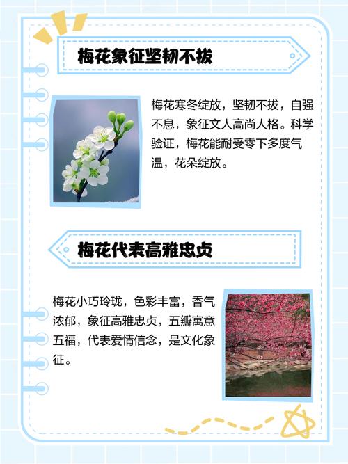梦见梅花和龙分别预示着什么含义？