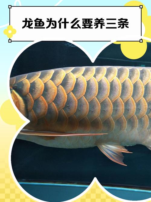 家里真的不适合养龙鱼吗？这些讲究你了解多少？