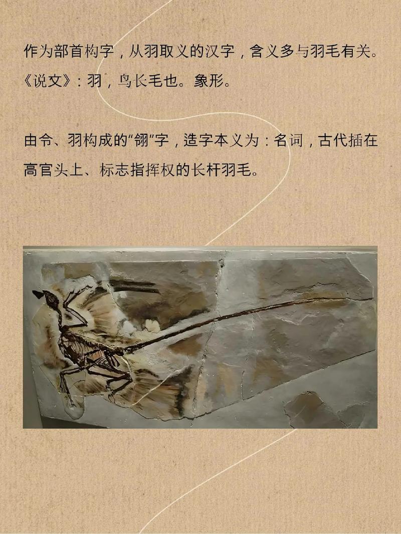 翎字五行属什么？翎是什么意思？