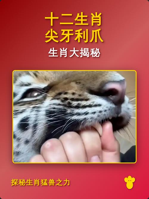 尖牙利爪属于哪个生肖？