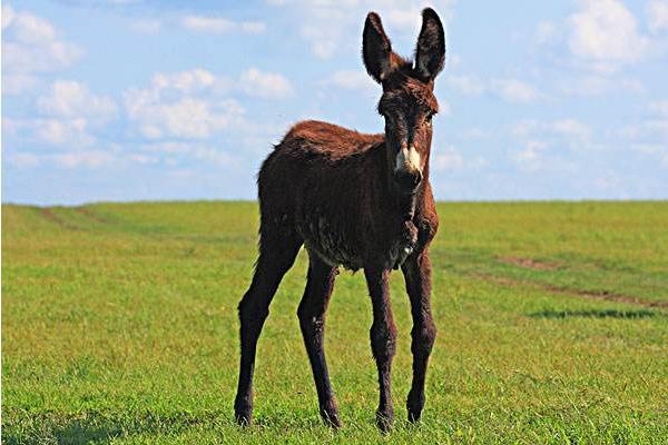 女人梦到驴子预示着什么？有什么特殊含义？