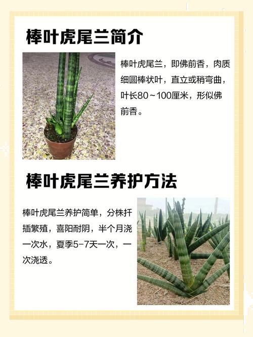 棒叶虎尾兰在风水上有哪些禁忌需要注意呢？