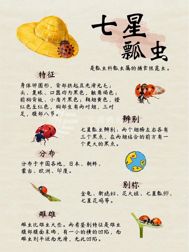 家里有七星瓢虫，是不是预示着好运连连，家庭幸福美满呢？