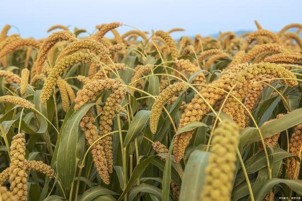 孕妇梦见很多谷子预示着什么？