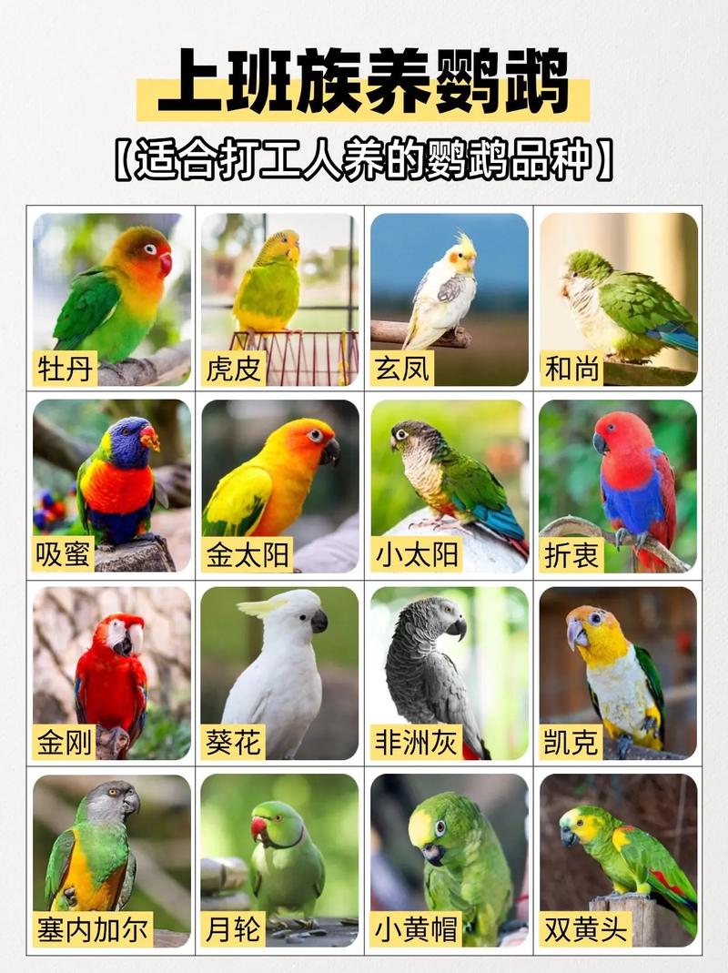 有没有推荐蕞经典的鹦鹉养殖场名字大全？