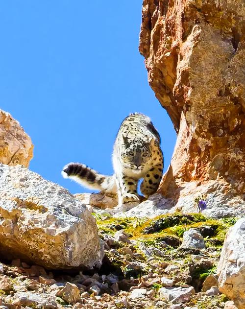 三月份的代表性动物究竟是什么呢？