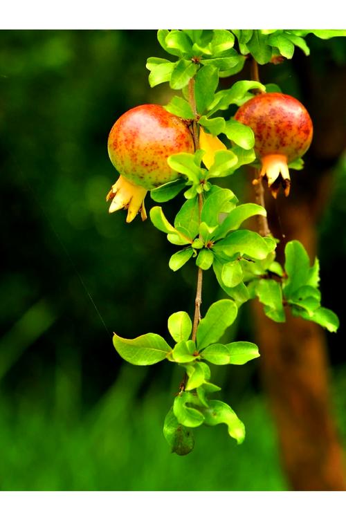 梦到石榴预示着什么吉凶？周公解梦石榴有何特殊含义？