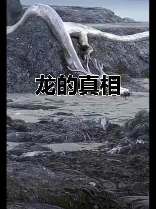 十二生肖中龙为何占据一席之地，龙真的存在过吗？