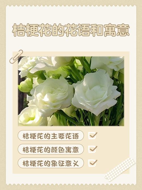 每朵桔梗花分别代表什么含义，将5朵桔梗花组合在一起又意味着什么？
