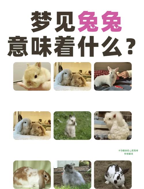 周公解梦中梦见兔子究竟预示着什么有没有什么特殊含义呢？