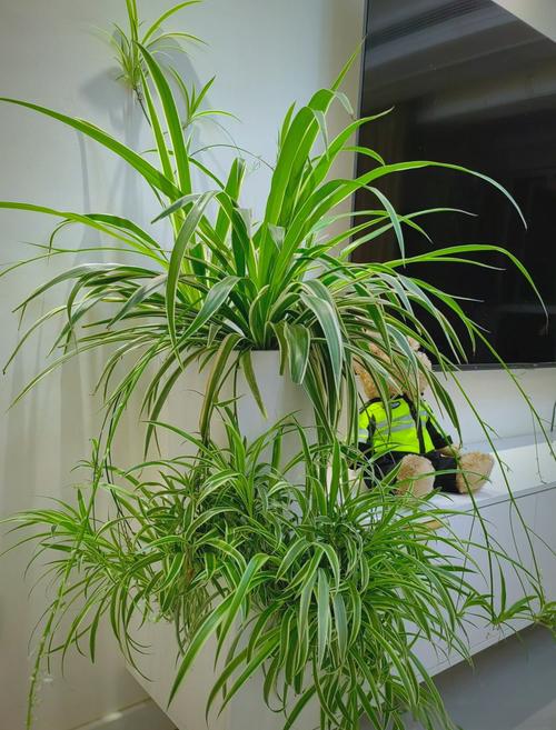 家里养什么花可依提升风水效果呢？