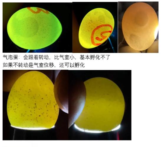 梦见鸡蛋里孵出小鸡有什么特殊预兆或象征意义？