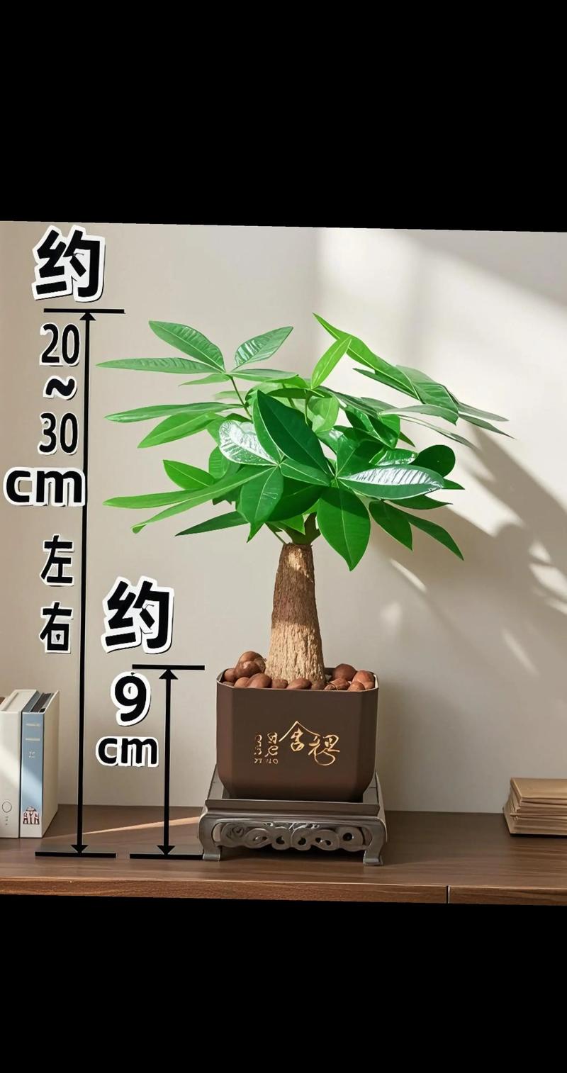 种发财树有什么特别的寓意，能让它越长越旺？
