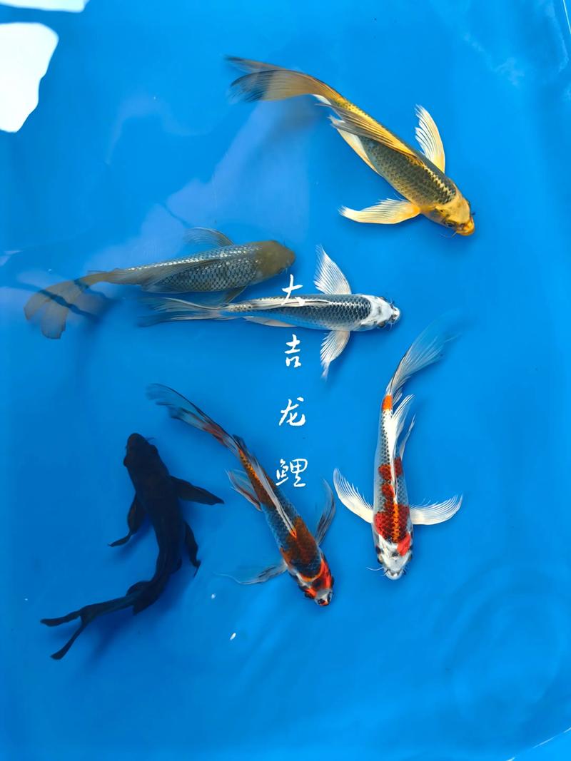 属马的人养鱼时选择什么颜色的鱼最吉利，有什么特别的讲究吗？