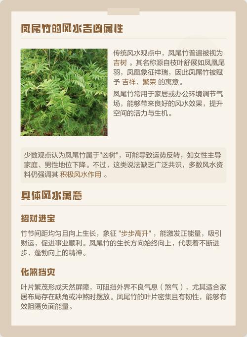 客厅摆放凤尾竹会影响风水吗？凤尾竹的风水讲究有哪些？