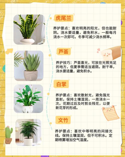 卧室摆放哪些植物有利于风水和吉利？