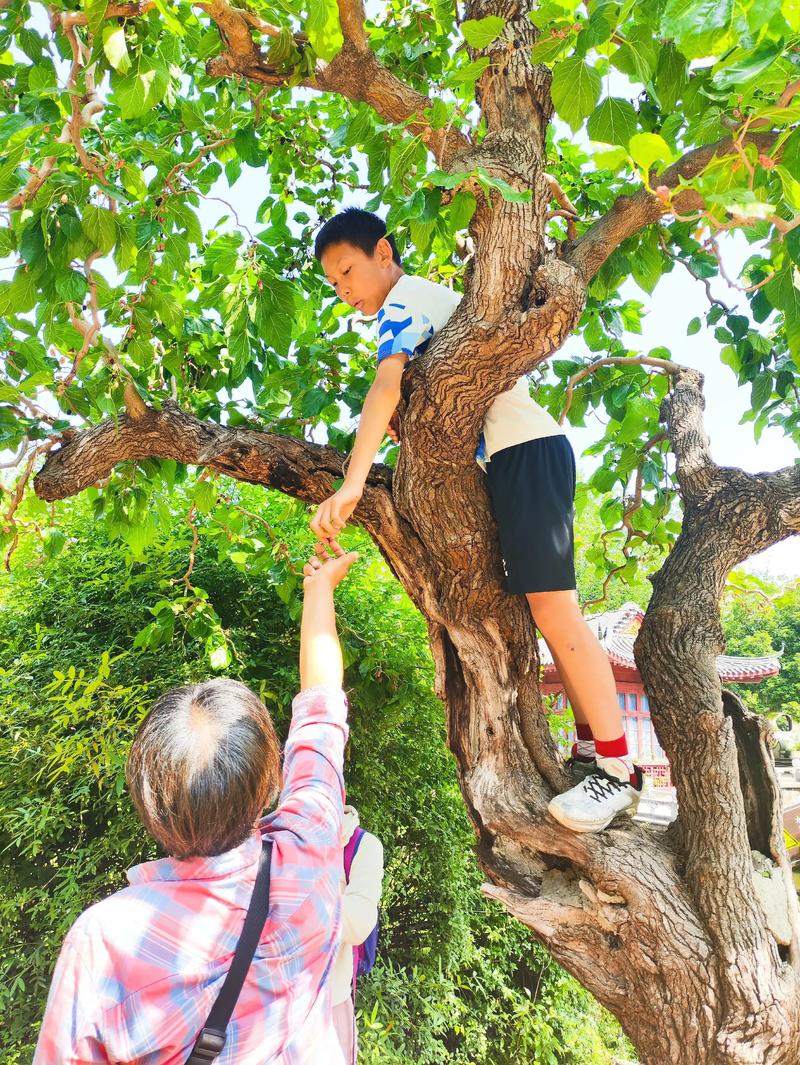 梦见爬树摘果子是什么预兆或象征？