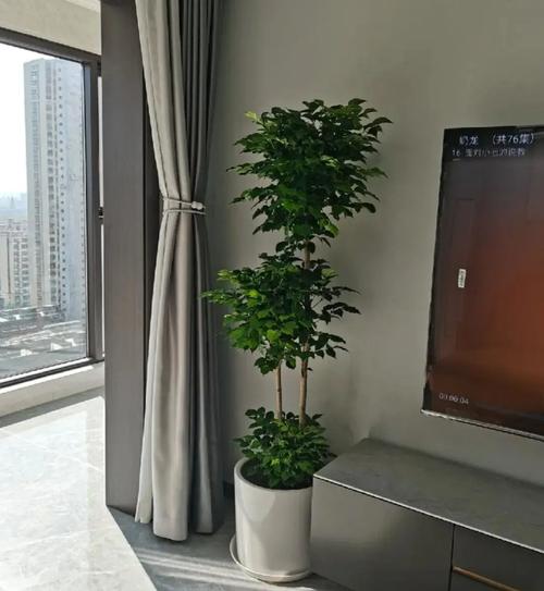 客厅摆放哪种植物能旺风水？
