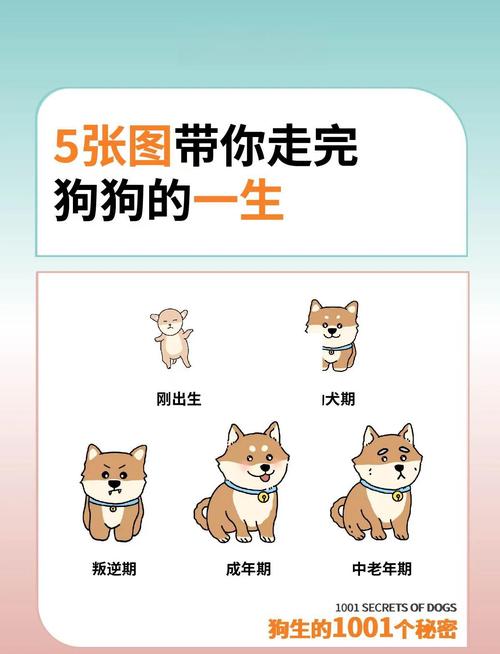 狗年出生的人性格特点有哪些具体表现？