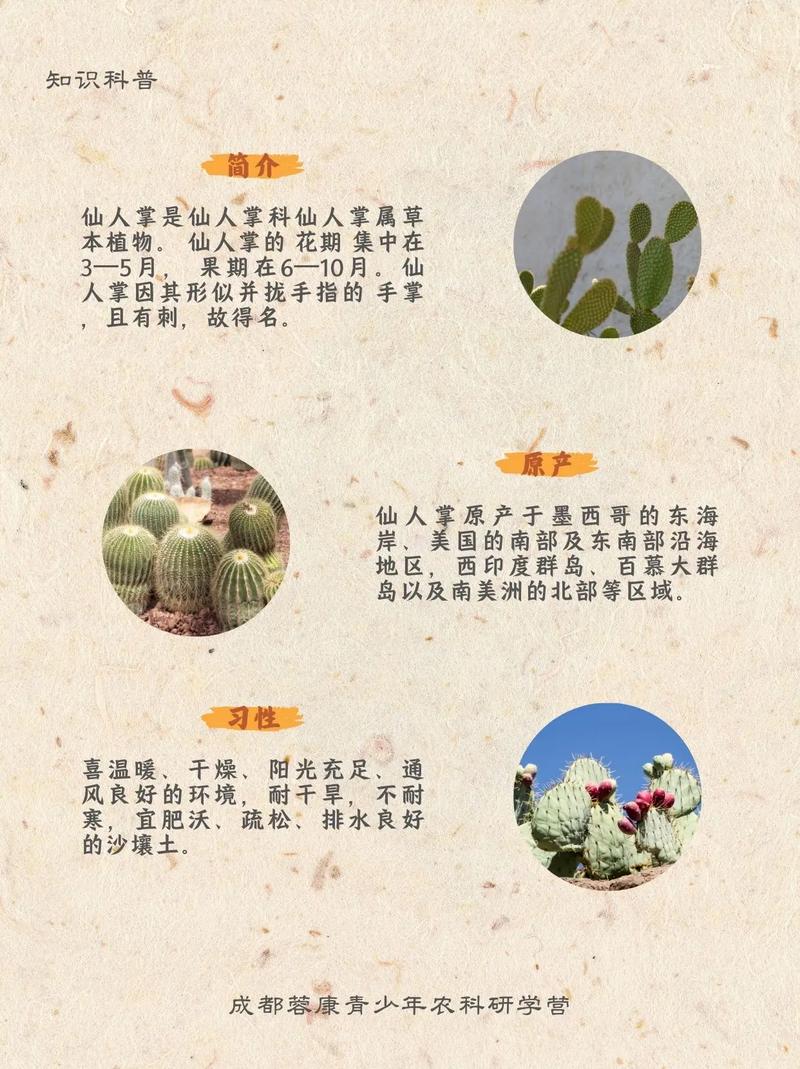 为什么说仙人掌不宜带回家中摆放？