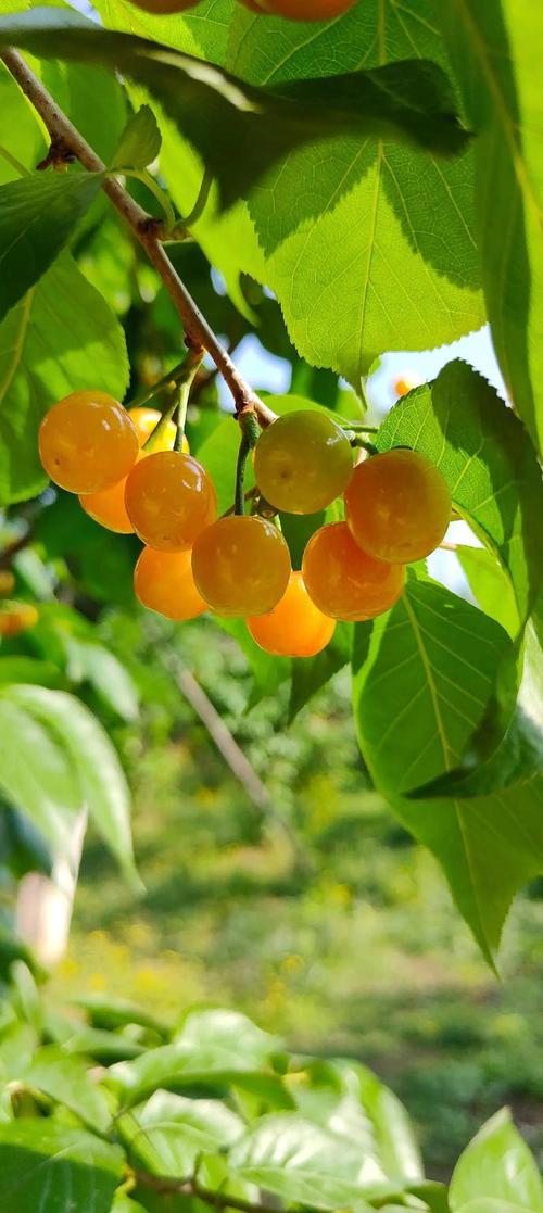 梦见樱桃树上结满樱桃是什么吉凶预兆？