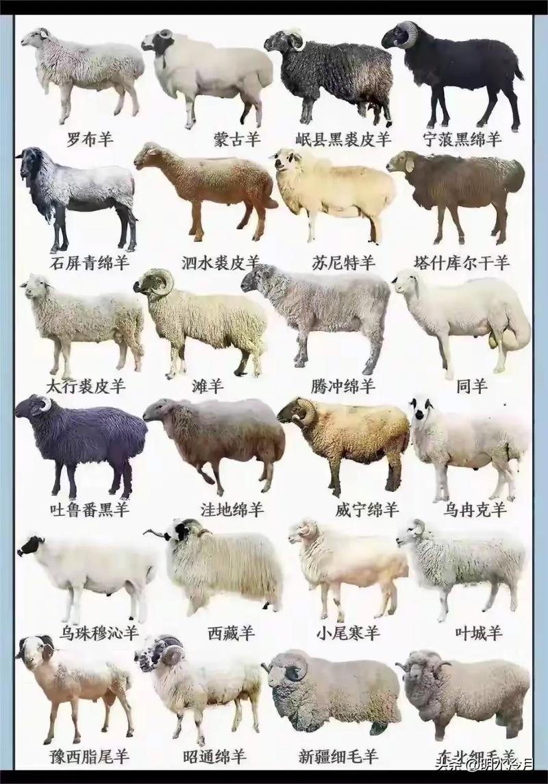 羊有哪些显著特点，能详细描述一下吗？