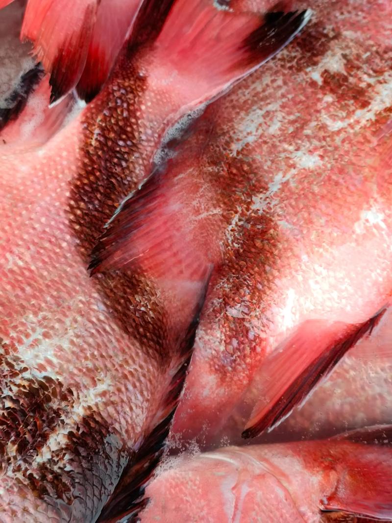 梦见红色的鱼是什么含义，周公解梦里红鱼有何象征？