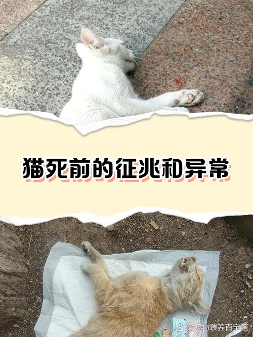 梦见猫奄奄一息快要死了这难道不是预示着什么不幸即将发生吗？