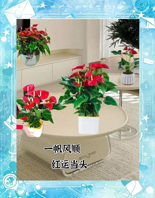 红掌摆放哪个方位最符合风水寓意？