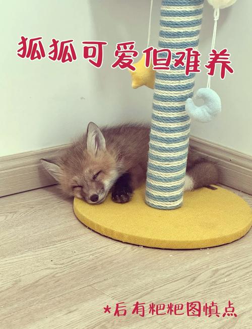 在中国，可依合法饲养狐狸作为宠物吗？