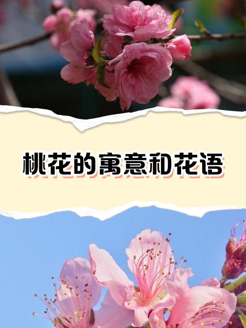 梦到桃花飘落是什么预兆？周公解梦寓意是什么？