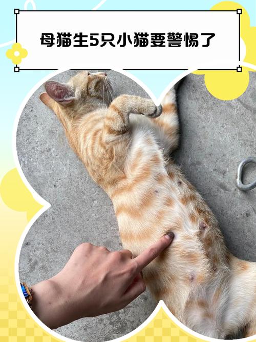 为什么母猫生下一只小猫会被认为是不吉利的象征呢？