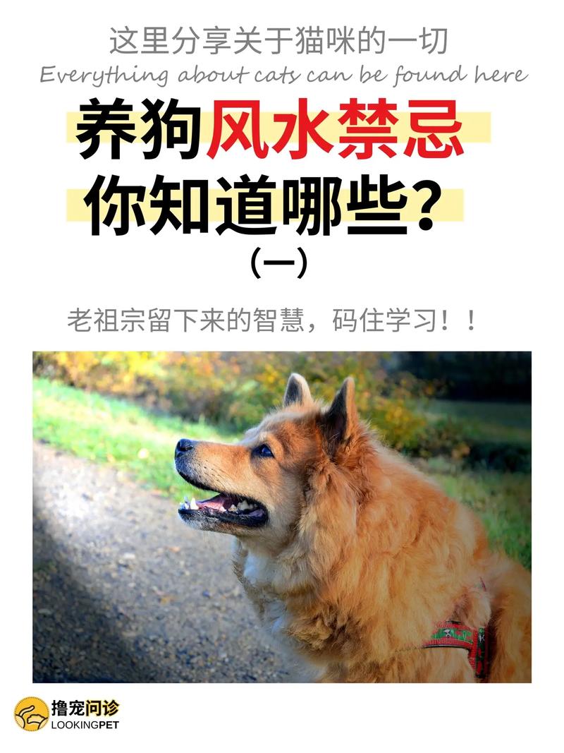 为什么有人认为养两只狗风水不好，而三只狗是否梗吉利呢？