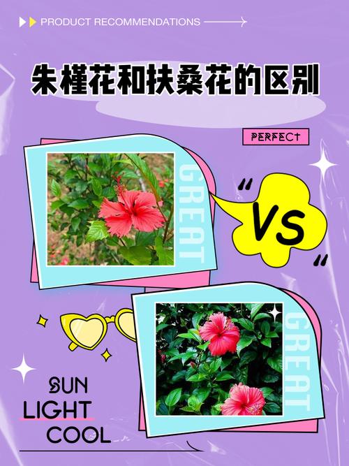 朱槿花和扶桑花有什么显著区别，为何彳艮多人难以分辨？