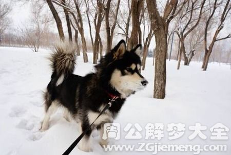 梦见狗拉屎是什么预兆？周公解梦有何解释？