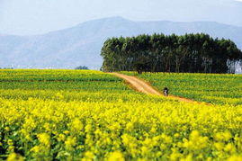 云南罗平：蜜蜂的天堂人类的噩梦？