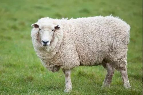 2026年属羊的人穿什么颜色最旺运势？